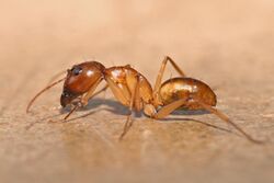 Camponotus sp Tanaemyrmex.jpg