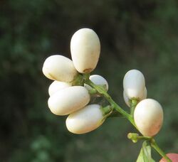 Cestrum nocturnum fruits 01.jpg