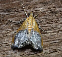 Chalcoela iphitalis - Sooty-winged Chalcoela Moth (14231717386).jpg