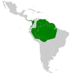 Chiroderma trinitatum map.svg