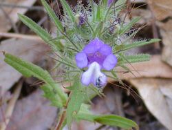 Cleonia lusitanica EnfoquedeFrente 2010-6-15 DehesaBoyaldePuertollano.jpg