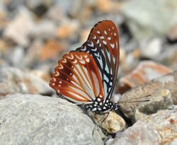 Close wing position of Hestinalis nama Doubleday, 1844 – Circe WLB DSC 0057.jpg