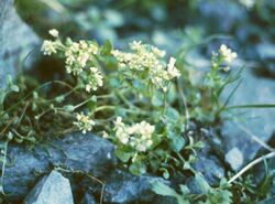 Cochlearia excelsa.jpg