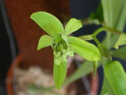 Coelogyne mayeriana.jpg