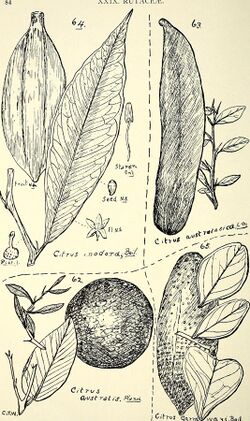 Comprehensive catalogue of Queensland plants, both indigenous and naturalised. To which are added, where known, the aboriginal and other vernacular names; with numerous illustrations, and copious (14779628021).jpg