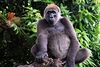 Gorilla gorilla diehli