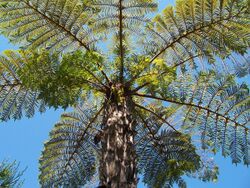 Cyathea glauca fronds.jpg