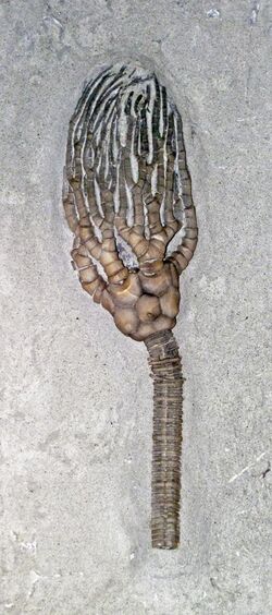 Cyathocrinites multibrachiatus fossil crinoid (Mississippian; Crawfordsville, Indiana, USA) 2 (17385978065).jpg