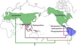 Cypripedioideae - Distribution map - journal.pone.0038788.jpg