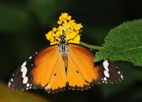 Danaus chrysippus (1).jpg