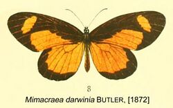 DarwiniaButler1872OD.jpg