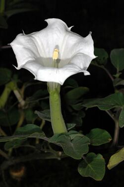 Datura wrightii flower.jpg