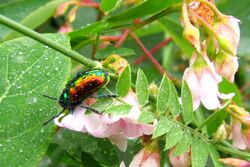 Dogbane Beetle (Chrysochus auratus), La Verendrye Wildlife Reserve.jpg