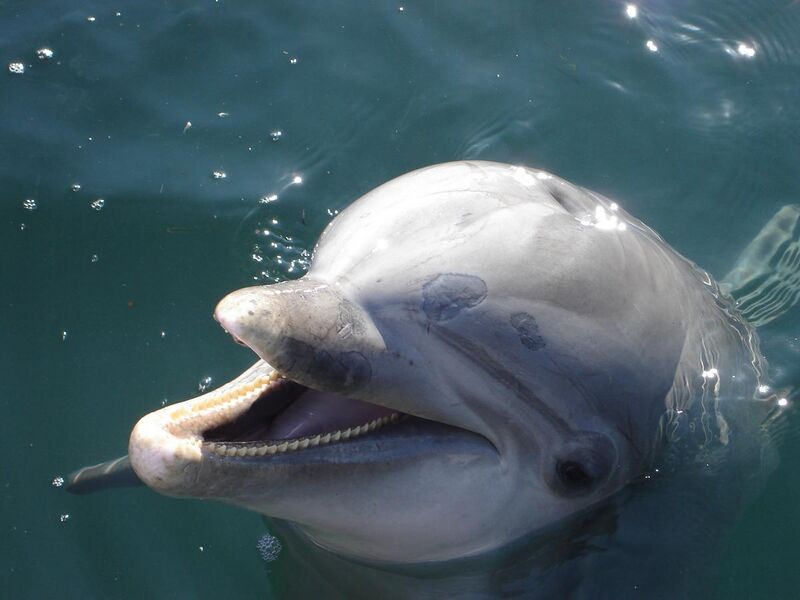 File:Dolphin Encounter-9563.jpg