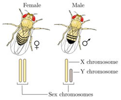 Drosophila XY sex-determination.svg