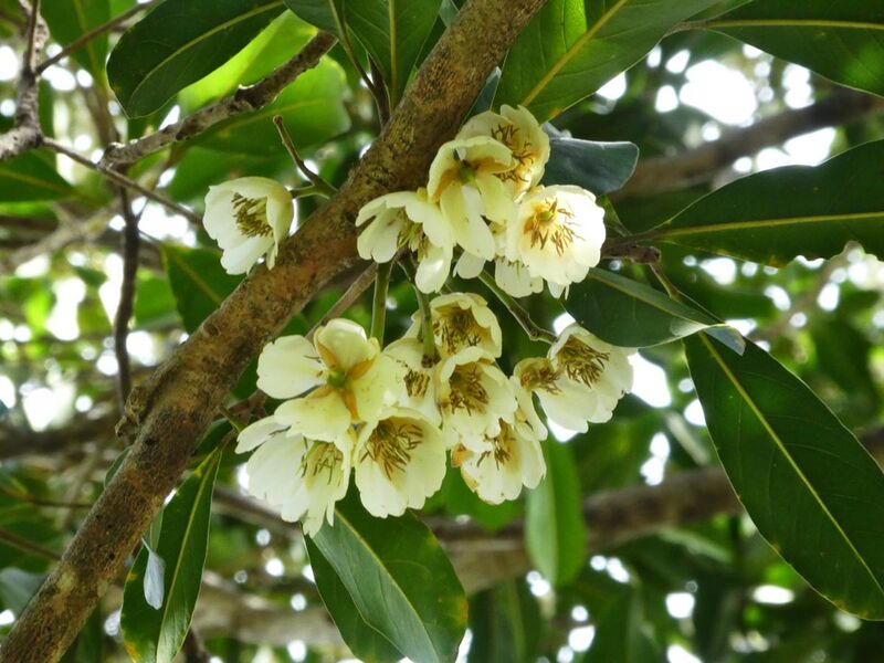 File:Elaeocarpus bancroftii SF21196 16.jpg