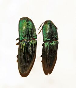 Elateridae - Chalcolepidius virens.JPG