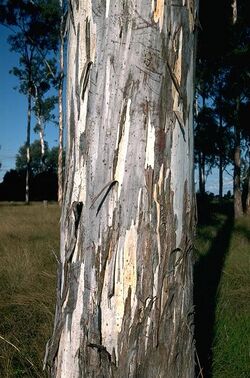 Eucalyptus argophloia bark.jpg