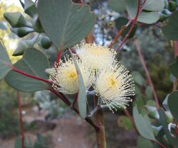 Eucalyptus orbifolia.jpg