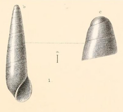 Eulima cylindrata Watson 1886.png