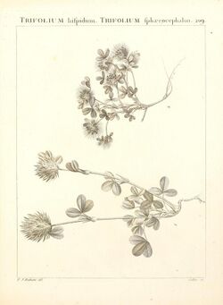 Flora Atlantica, sive, Historia plantarum quae in Atlante, agro Tunetano et Algeriensi crescunt (Plate 209) (9298215897).jpg