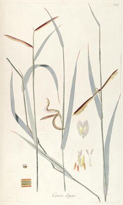 Fragmenta botanica, figuris coloratis illustrata (T. 86) (7943751310).jpg