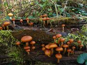 A few dozen brownish-orange mushrooms of various sizes growing on a rotted log covered with moss. The caps of the mushrooms are rolled inwards, and rest on stems that range in color from whitish to light orange-brown. Several of the stems have small, dark orange rings near the top.