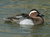 Garganey (Anas querquedula) RWD3.jpg