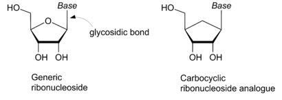 Generic ribonucleoside with gycosidic bond and carbocyclic ribonucleoside analogue.svg