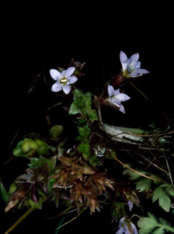 Gentiana baeuerlenii.png