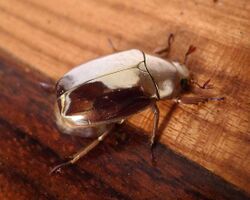 Gold Bug .Plusiotis resplendens - Flickr - gailhampshire (1).jpg