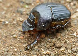 Grooved Dung Beetle (Heteronitis tridens) male (11620216093).jpg