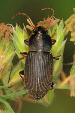 Ground Beetle - Amphasia sericea, Pickering Creek Audubon Center, Easton, Maryland.jpg