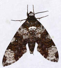 Hawkmoth (Manduca albiplaga) (24399321027).jpg