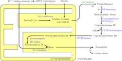 Heme synthesis.png