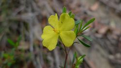 Hibbertia monogyna flower (6243462286).jpg