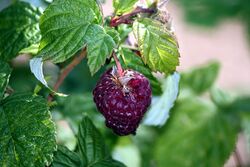 Himbeere (Rubus idaeus) IMG 7756.JPG