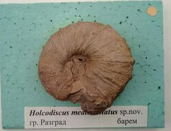 Holcodiscus mediocostatus Tzankov, 1935, Barremian, Razgrad, Cr1 1716 (Coll. V. Tzankov) at the Sofia University 'St. Kliment Ohridski' Museum of Paleontology and Historical Geology.jpg