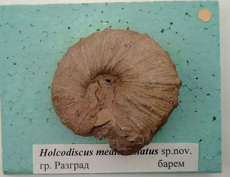 File:Holcodiscus mediocostatus Tzankov, 1935, Barremian, Razgrad, Cr1 1716 (Coll. V. Tzankov) at the Sofia University 'St. Kliment Ohridski' Museum of Paleontology and Historical Geology.jpg