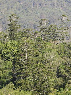 Hoop Pines at Mallanganee National Park.jpg
