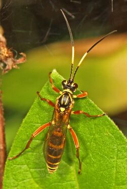 Ichneumon wasp - Setanta compta, Meadowwood Farm SRMA, Mason Neck, Virginia.jpg