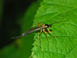 Ichneumonidae - Polysphincta boops. - female.JPG