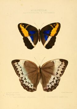 Illustrations of new species of exotic butterflies Dasyophthalma & Thaumantis.jpg