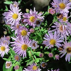 J20160926-0030—Symphyotrichum chilense—RPBG—DxO (29385681633).jpg