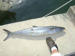 King Mackerel.JPG