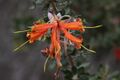 Lambertia inermis - Chittick - Orange form-3.JPG
