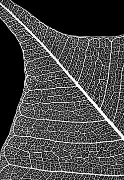 Leaf Skeleton negative (like photogram).jpg