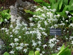Leontopodium stracheyi-Jardin d'altitude du Haut-Chitelet (2).JPG