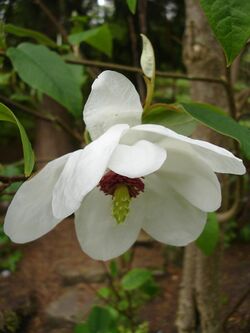 Magnolia wilsonii1UME.jpg