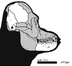 Meganthropus palaeojavanicus cranium.png